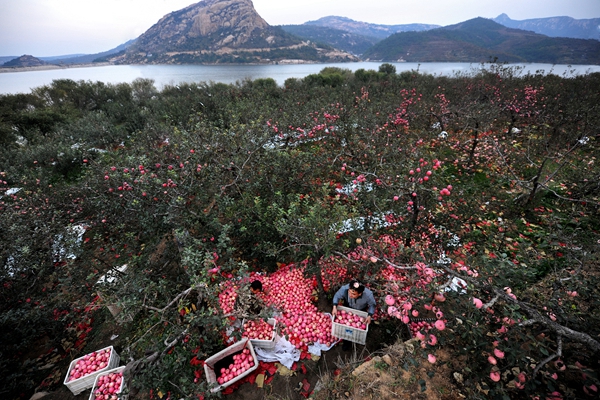 12烟台苹果收获季节 .高远_副本.jpg