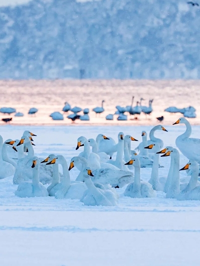 Enjoy bird watching in Shandong province