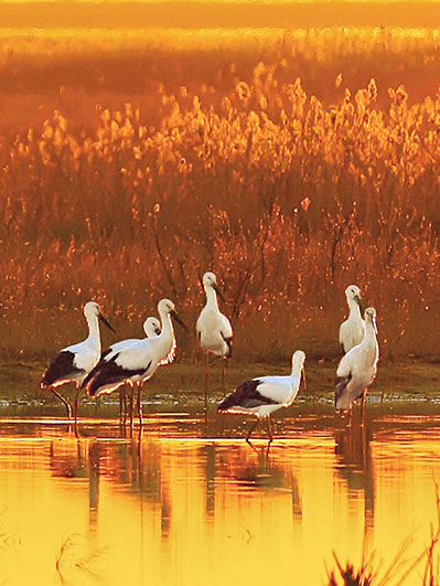 Dongying enters best bird-watching season