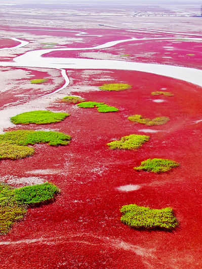 Discover picturesque wetland scenery in Dongying