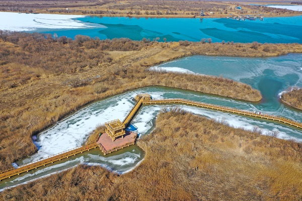 Dongying leads in ecological protection efforts for Yellow River Delta