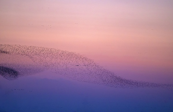 'Bird wave' draws tourists to Dongying's Yellow River Delta