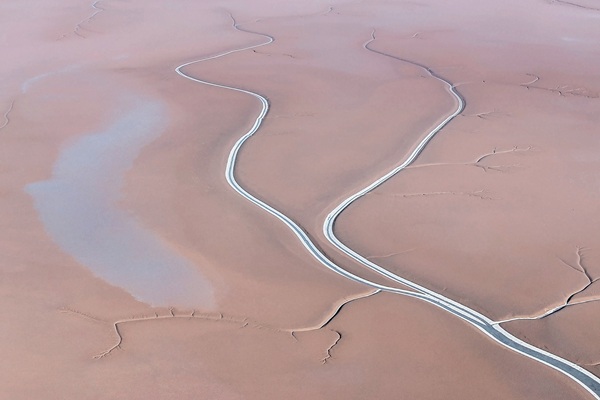 Nature's masterpiece: Tidal tree landscape at Dongying's Yellow River Delta