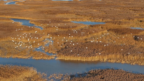 Protection of Yellow River Basin stressed