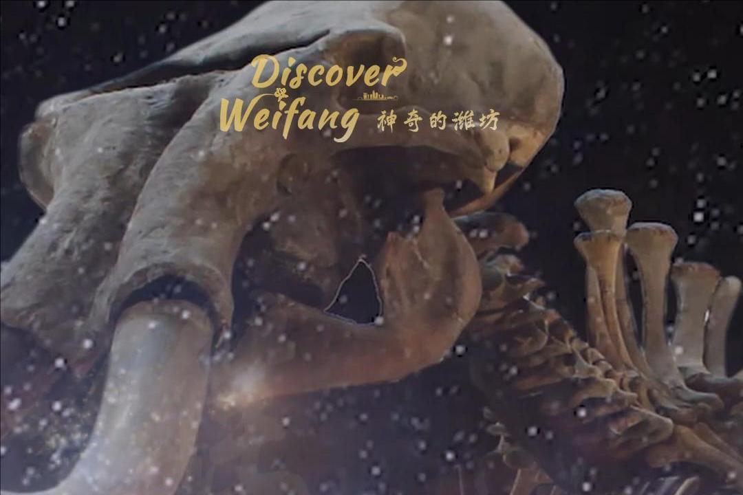 Rediscovering an ancient giant: The legendary Weifang Mammoth