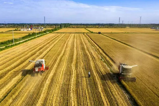 Liaocheng emerges as strong agricultural city for rural vitalization