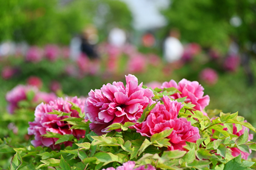 Shandong to ignite wanderlust through peonies