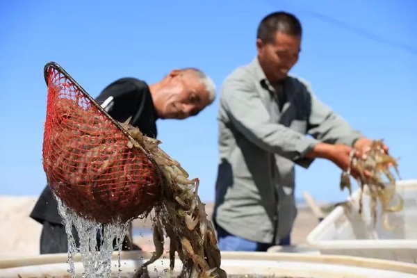 Dongying's town boosts shrimp industry development