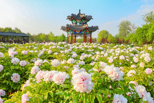 Exploring peony, Yellow River cultures' global reach