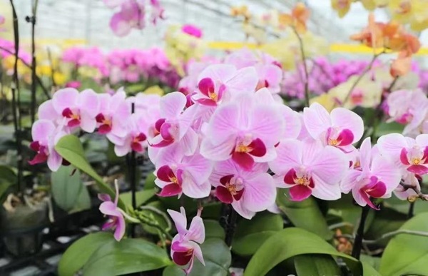 Dongying city's glorious flowers thrive in global markets