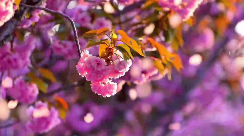 Experience April's floral romance in Yantai