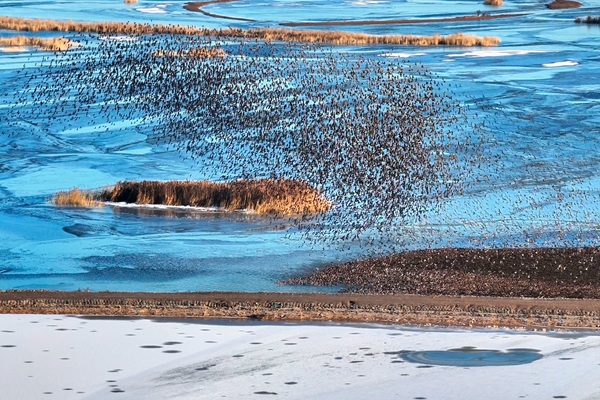 Dongying's avian biodiversity hits new high