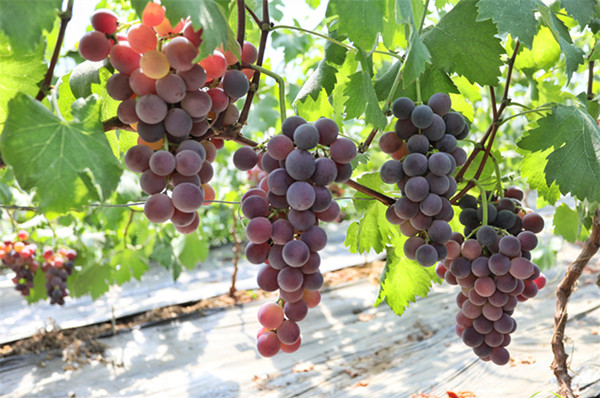 Early-ripening grapes bring sweet success to farmers in Tai’an, Shandong