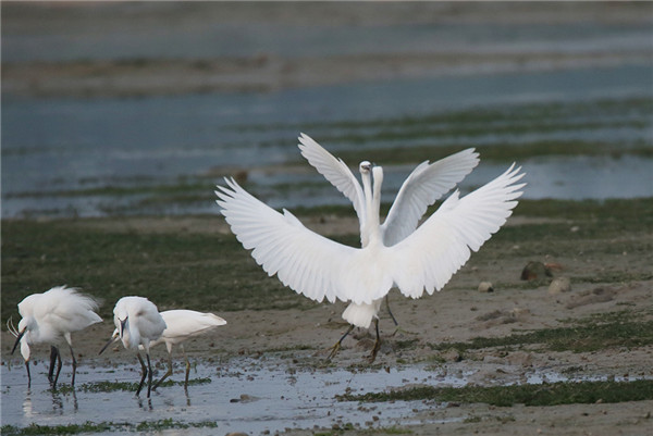 Dongping Egret Park: A serene haven for egrets in Tai’an