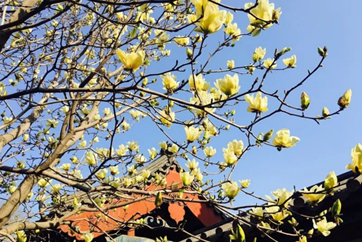 Magnolias bloom at Mencius Family Mansion