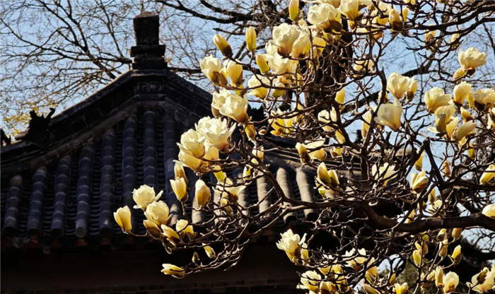 Magnolia majesty: Blossoming beauty at foot of Taishan Mountain