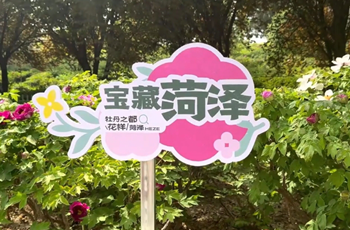 Heze peony shines in blooming splendor