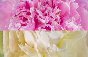 Watch Heze's timeless peonies unfold in blink