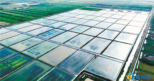 Dongying advances high-quality growth of its fisheries