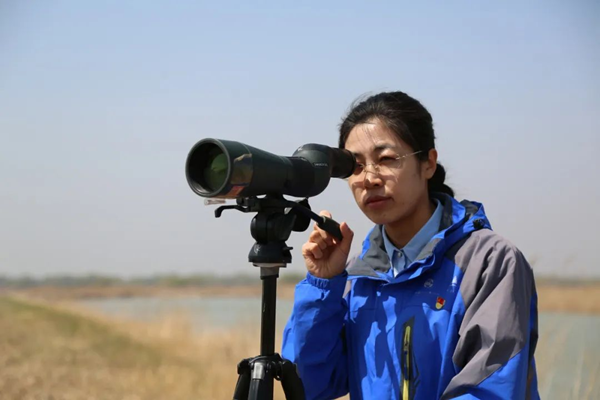 Zhao Yajie: Guardian of Yellow River Delta wetlands